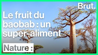 Baobab fruit is a superfood