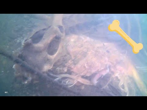 河里有东西，是野生动物的骸骨