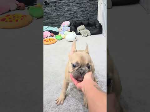 Video 1