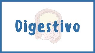 ANATOMÍA | Esófago, estómago e intestino | Blasto Med