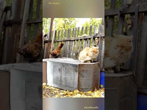 , title : 'Chicken vs Cat Петухи атакуют кота Пуха  Chicken attacks Pooh #Pavlov_chickens #siberian_cats'