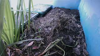 ダルマガエル観察ライブ20250911