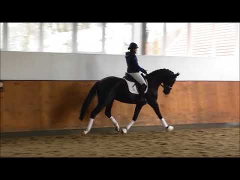 18 DAIQUIRO ROYAL *2015 Old Hengst Danciano-Fürstenball-Sandro Hit