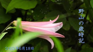 野山の歳時記　里山で咲く６月の花など　2025年6月18日