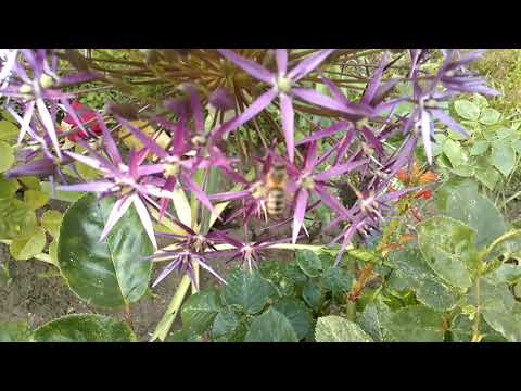 IM GARTEN | Dokumentation - Tag 60 | 04. 06. 2019