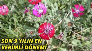 Sevgi çiçeği açtı! Nesli tükenme tehlikesi ile karşı karşıya