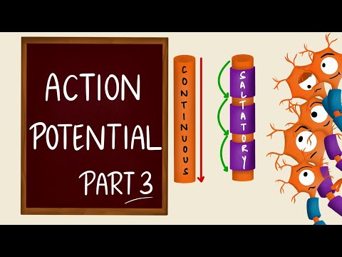 Nerve conduction | Action Potential Propagation | Saltatory Conduction | Nerve Physiology