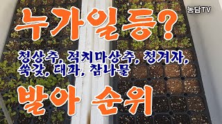 싹나는 순서 청상추, 적치마상추, 청겨자, 쑥갖, 대파, 참나물