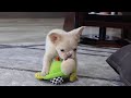 French Bulldog dogs for sale: Chip - Video 1