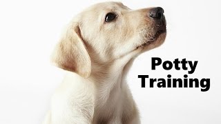 How To Potty Train A Labrador Retriever Puppy - Training Labrador Retriever Puppies - Lab Puppies