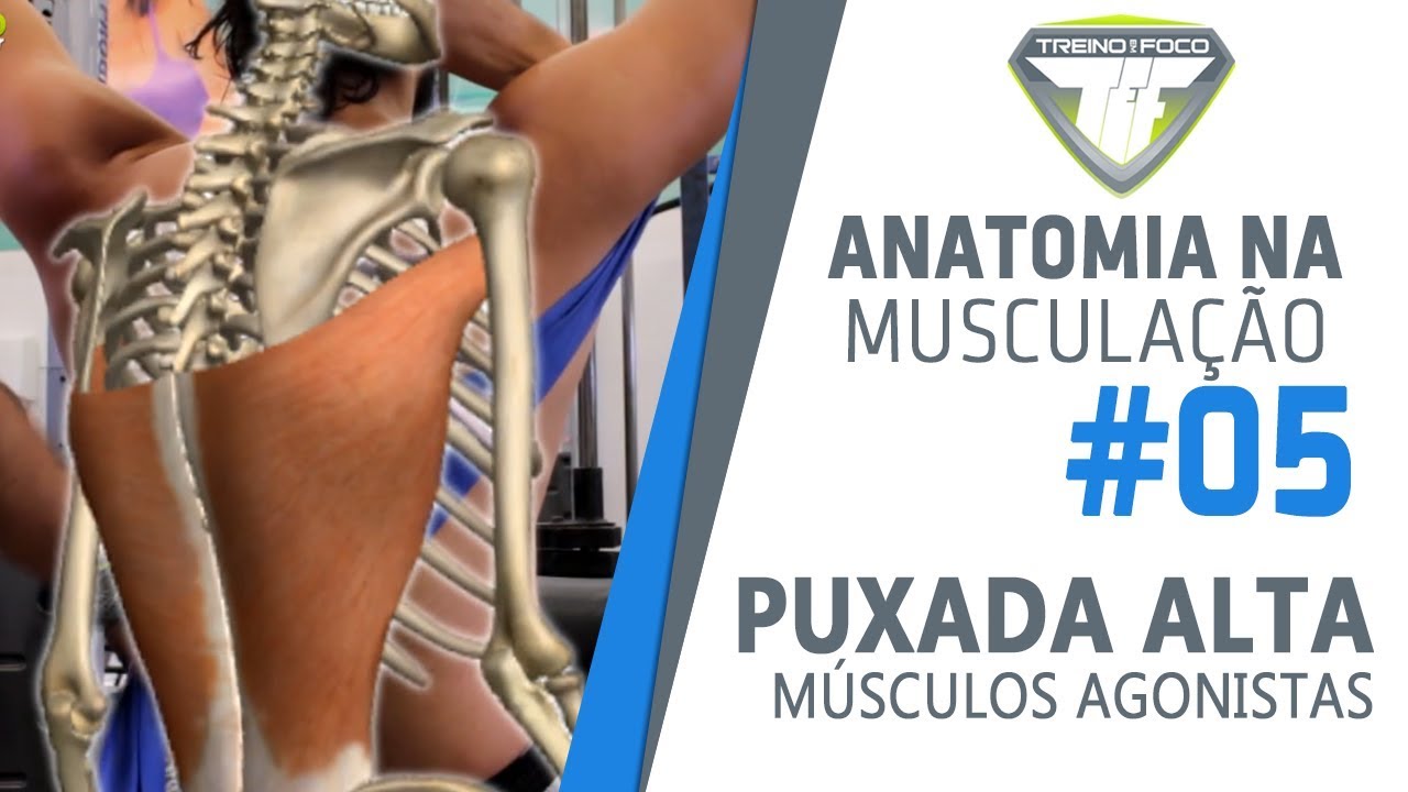 Puxada Alta - Latíssimo do Dorso / Tríceps Braquial (Cabeça Longa) - Anatomia na Musculação #5