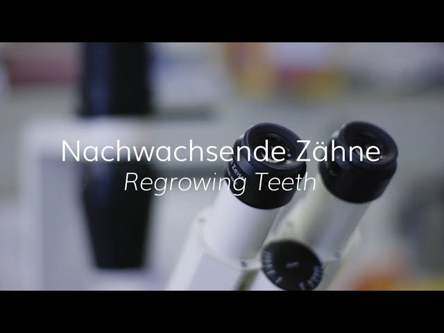 Video de pronunciación de Zähne en Alemán