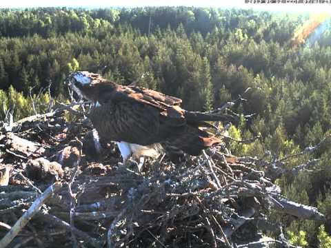 Latvian Osprey   2013 06 12 06h41m   sound Heron