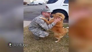 Dogs vs cat when owner comes home