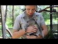 Koala Cuddles