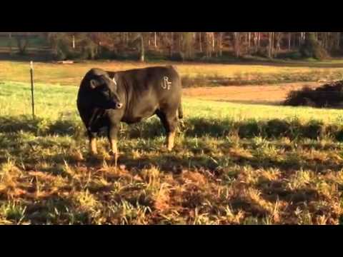 Copy of URF SEBE CONSIGNMENT 2015