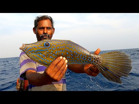Catching Grouper Fish, Leatherjacket Fish & Wahoo Fish in Sea