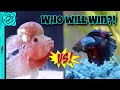 BETTA FISH VS FLOWERHORN STAREDOWN Fish Battle Royale