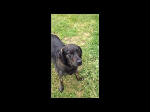 Dafrés - el + activo