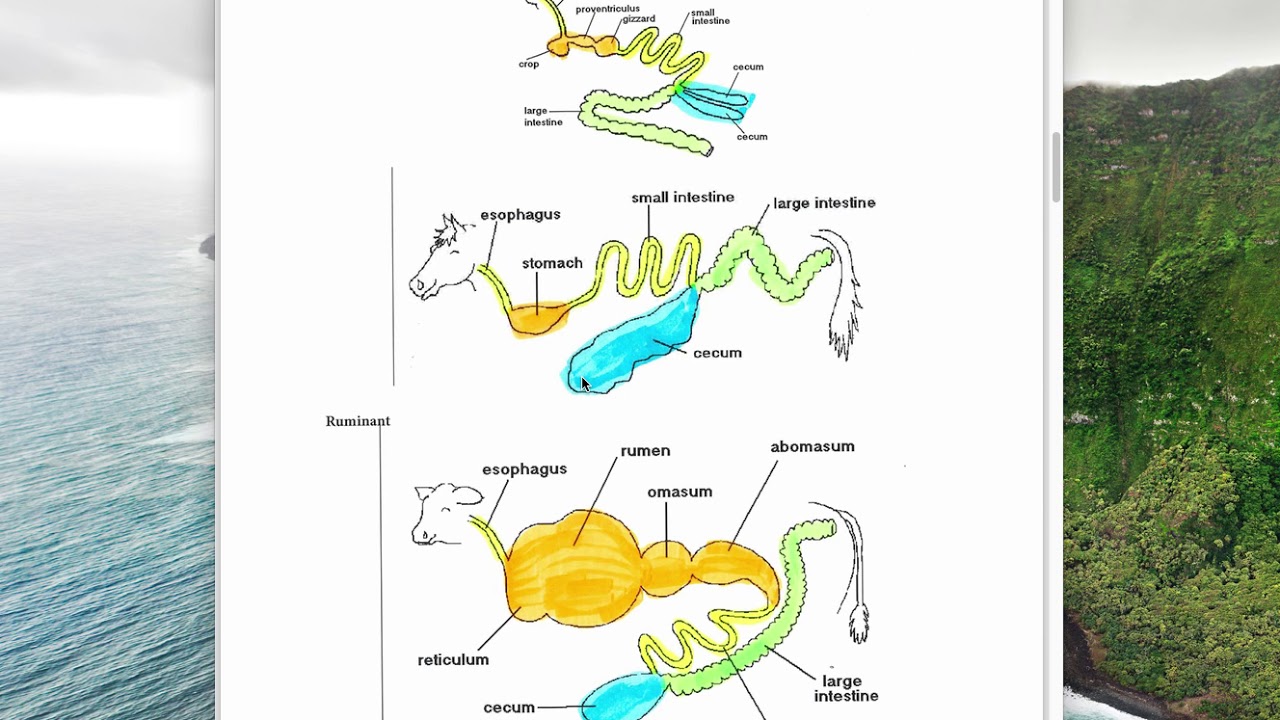 What is the difference between monogastric and ruminant digestive