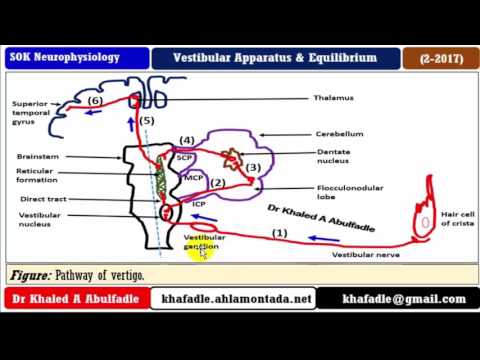 Neuronal connections of vestibular apparatus (2-2017) by Dr Khaled A Abulfadle