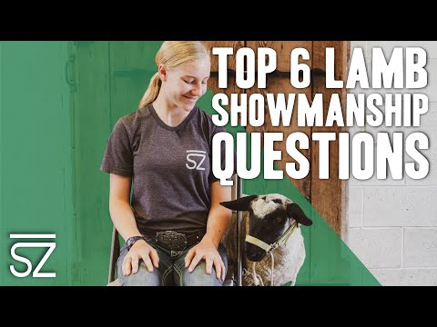 Top 6 Questions Lamb Showmanship Judges Ask