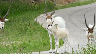 Serene Scenes from Fossil Rim Wildlife Center