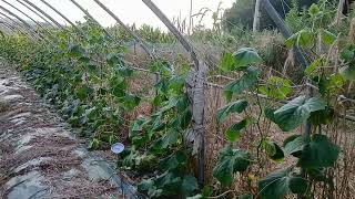 [이장집 에너지 농법] 645. 면역과 이장집 농법5-5.면역은 나를 세우는 공부다.