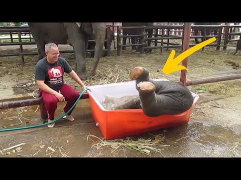 This Baby Elephant Has A Great Time Struggling In Bathtub
