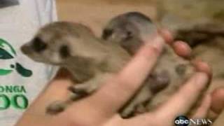 MEERCAT PUPS Debut ! | Meet  Nairobi & Zanzibar | Taronga Zoo Babies AUSTRALIA
