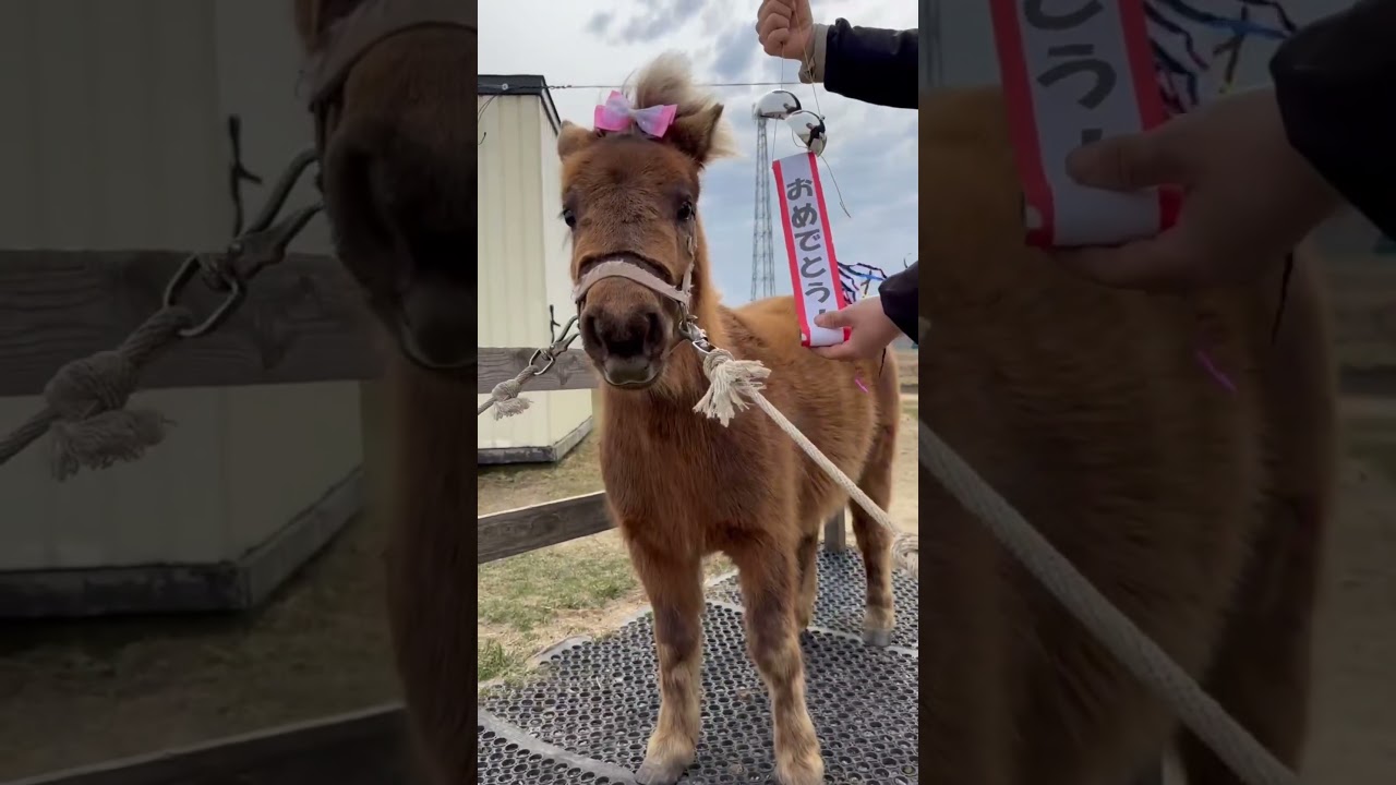 ハッピーバースデーらくぴ😘🎊#shorts