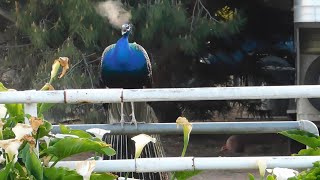 Download Lagu Speedy, Sarah, Scrub Jay, RedTailed Hawk, Fluffy, Peacock, Kali, Turkeys and Jack Rabbit Thumbnail