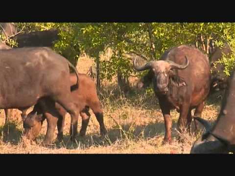 Part 1 PM Safari Drive at Djuma Game Reserve on Oct 06, 2015