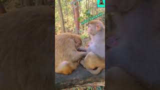 Download lagu Dubbing Jawa Monyet#shorts mp3