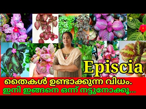 , title : 'Episcia/Flame Violet Plant Care in Malayalam|| Episcia Propogation, Fertilizer &Powerful potting Mix'