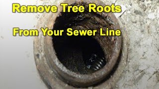 How To Cut & Remove Tree Roots From Your Sewer Pipes