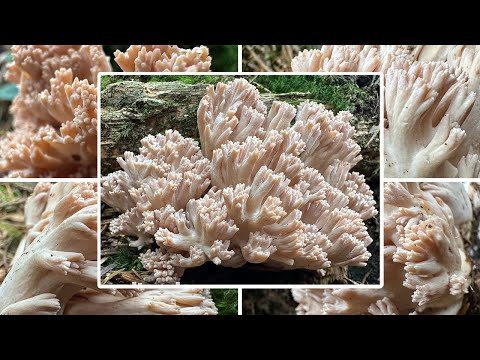 Bauchwehkoralle oder Krause Glucke? Verwechslung & Portrait | Blasse Koralle, Ramaria pallida