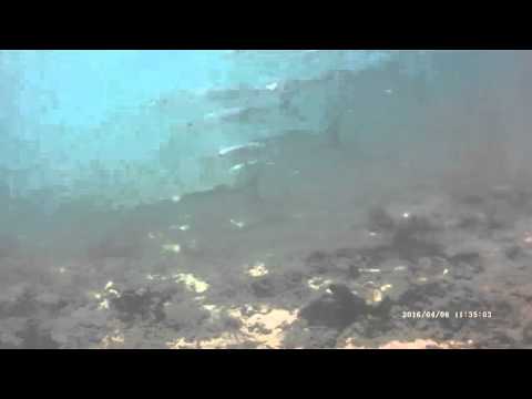 Barracuda galore! Scuba Diving Sri Lanka Taprobane Divers Trincomalee