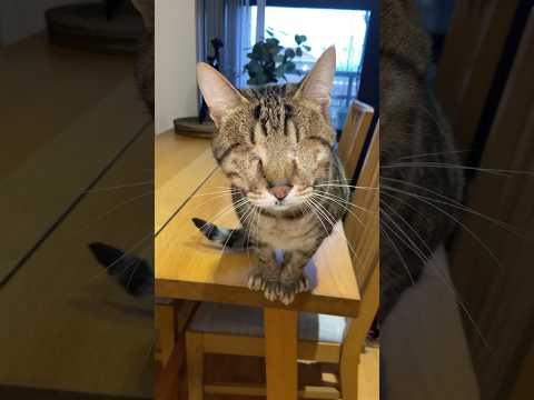 Blind cat, no eyes 💔