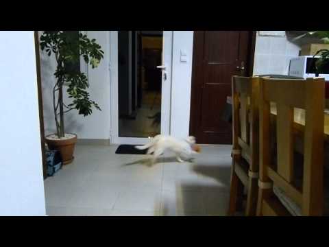 MIA - a gata guarda-redes (Goalkeeper cat)