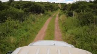 dove shooting in argentina