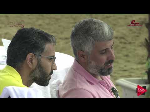 N 32 TALAL ALSHAHANIA   2019 Al Shaqab Arabian Horse Show Festival   Colts 3 Years Old Class 2