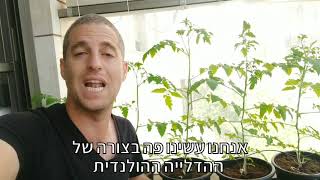 מדריך קצר לגידול עגבניות שרי (חלק 2 מתוך 3) - איך עושים הדלייה הולנדית לעגבניות שרי במרפסת