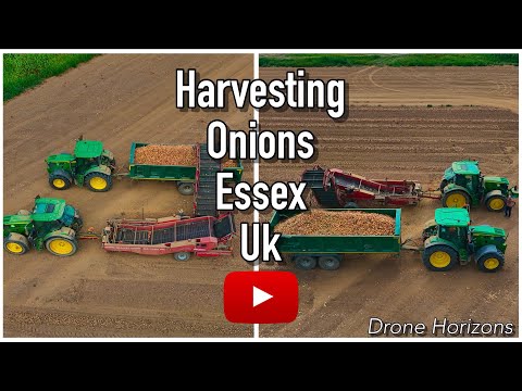 Onion harvest thumbnail