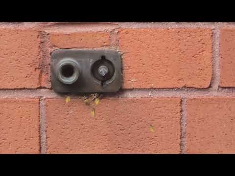 Yellow Jackets Harbor Underneath Wall Hydrant in Skillman, NJ