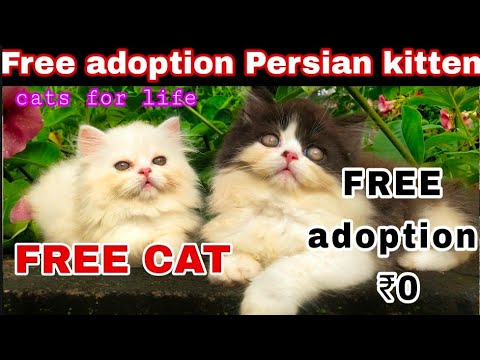 Free Free Persian cat adoption || adoption female good quality semi Doll face Persian kittens :)