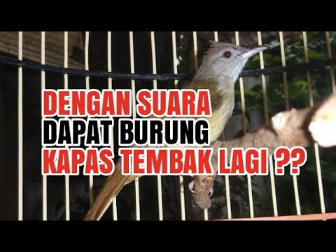 Download Lagu Pikat Kapas Tembak Mp3 Gratis