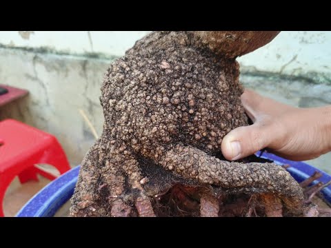 The toad with money in its mouth has risen to the top of the pot @hoangmaivangbinhinh3363