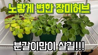 노랗게 변한 장미허브 분갈이해서 살리기!!!
