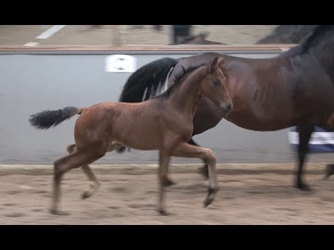 *2021 Stute von Feinrich - Don Primero SOLD!!!